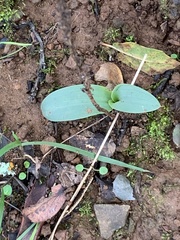 Platanthera transversa