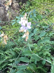Lathyrus vestitus