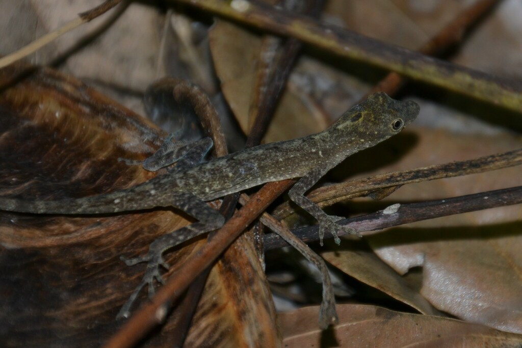 Anoles