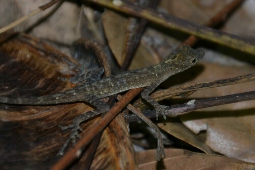 Copper Anole
