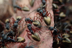 Dolichoderus doriae