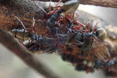 Dolichoderus doriae