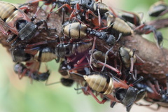 Dolichoderus doriae
