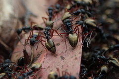 Dolichoderus doriae