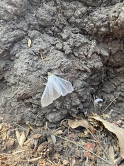 Palpita flegia