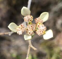 Spyridium spathulatum