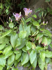 Tricyrtis lasiocarpa