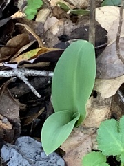 Platanthera elongata