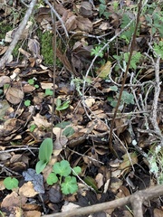 Platanthera elongata