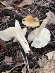 Hygrophorus