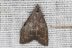 Nola pleurosema