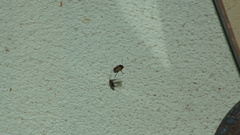 Cryptocephalus irroratus