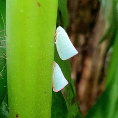 Sanurus
