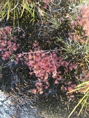 Drosera peltata
