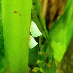 Sanurus