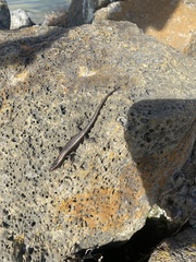 Cryptoblepharus poecilopleurus