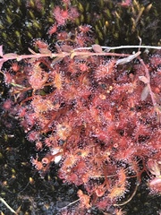 Drosera peltata