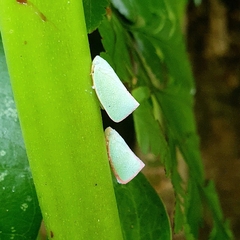 Sanurus