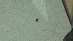 Cryptocephalus irroratus