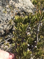 Melaleuca pityoides