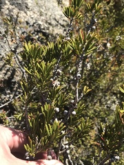 Melaleuca pityoides