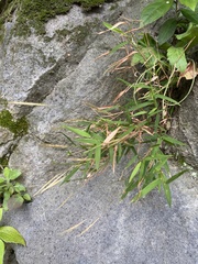 Pogonatherum crinitum