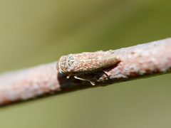 Graphocephala confluens