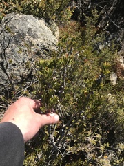 Melaleuca pityoides