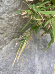 Pogonatherum crinitum