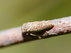 Graphocephala confluens