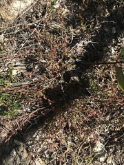 Gonocarpus montanus