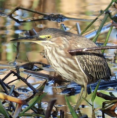 Butorides virescens