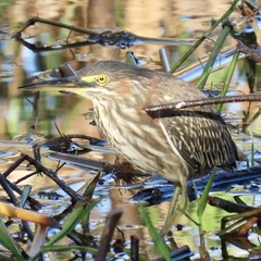 Butorides virescens
