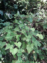Calystegia tuguriorum