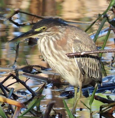 Butorides virescens