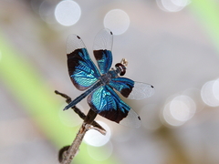 Rhyothemis resplendens