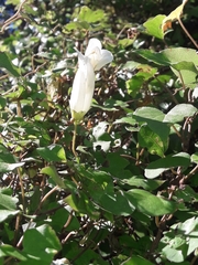 Calystegia tuguriorum