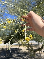 Parkinsonia texana macra