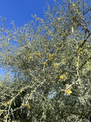 Parkinsonia texana macra