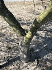 Parkinsonia texana macra