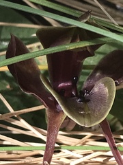 Chiloglottis valida