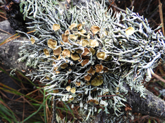 Hypogymnia lophyrea