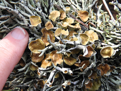 Hypogymnia lophyrea