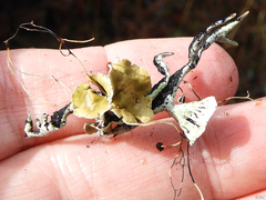 Hypogymnia lophyrea