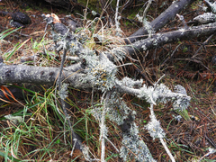Hypogymnia lophyrea