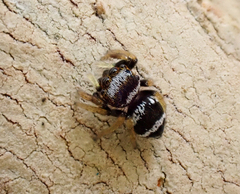 Euryattus bleekeri