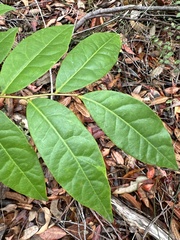 Glochidion ferdinandi