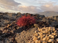 Mesocentrotus franciscanus