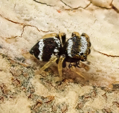 Euryattus bleekeri