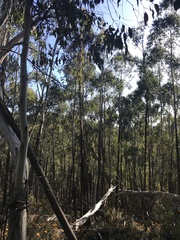 Eucalyptus delegatensis